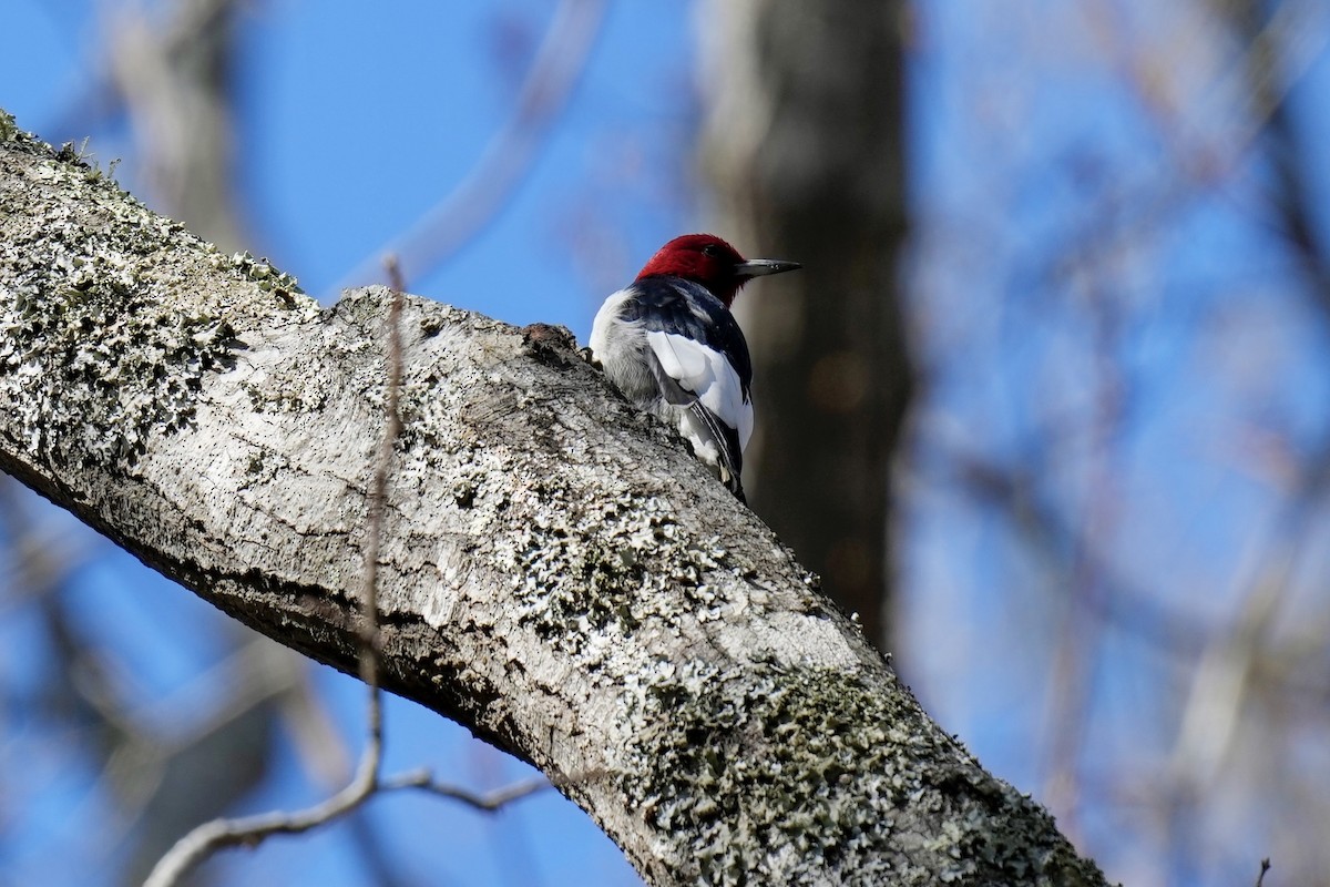 Red-headed Woodpecker - Melanie Crawford