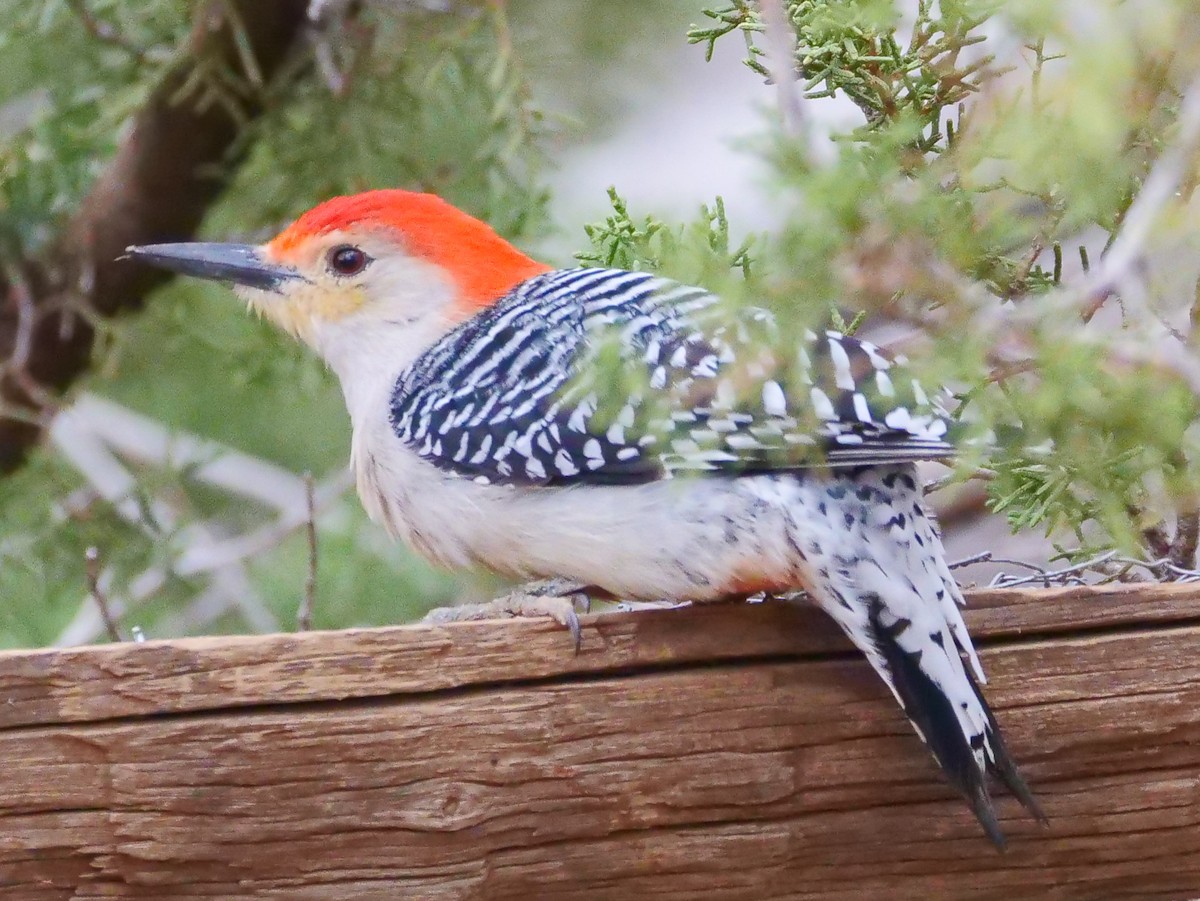 Red-bellied Woodpecker - David F. Bradford