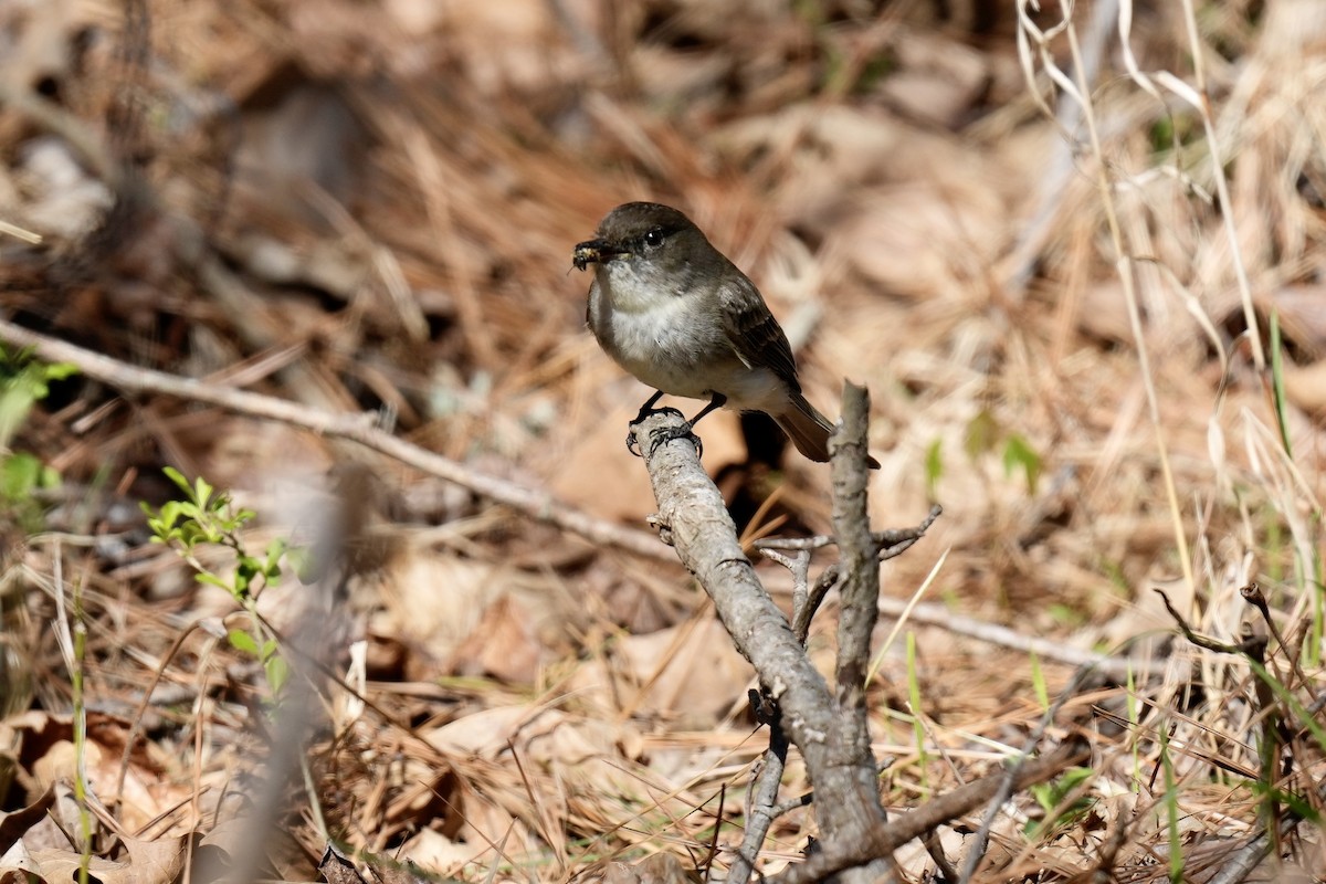 Eastern Phoebe - ML546264901