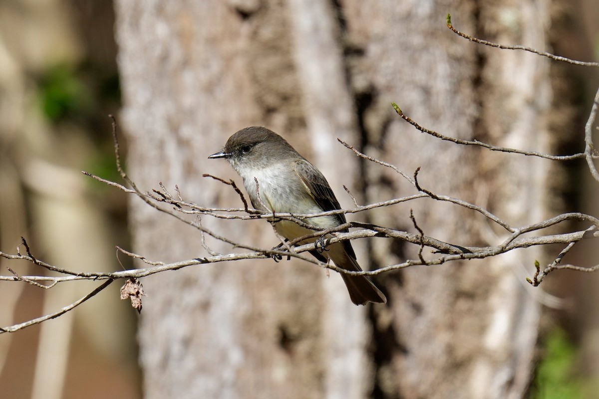 Eastern Phoebe - Melanie Crawford