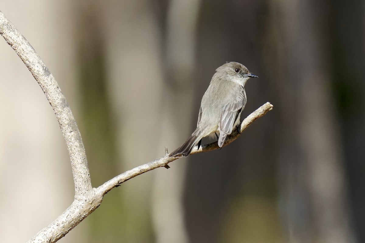 Eastern Phoebe - ML546264921