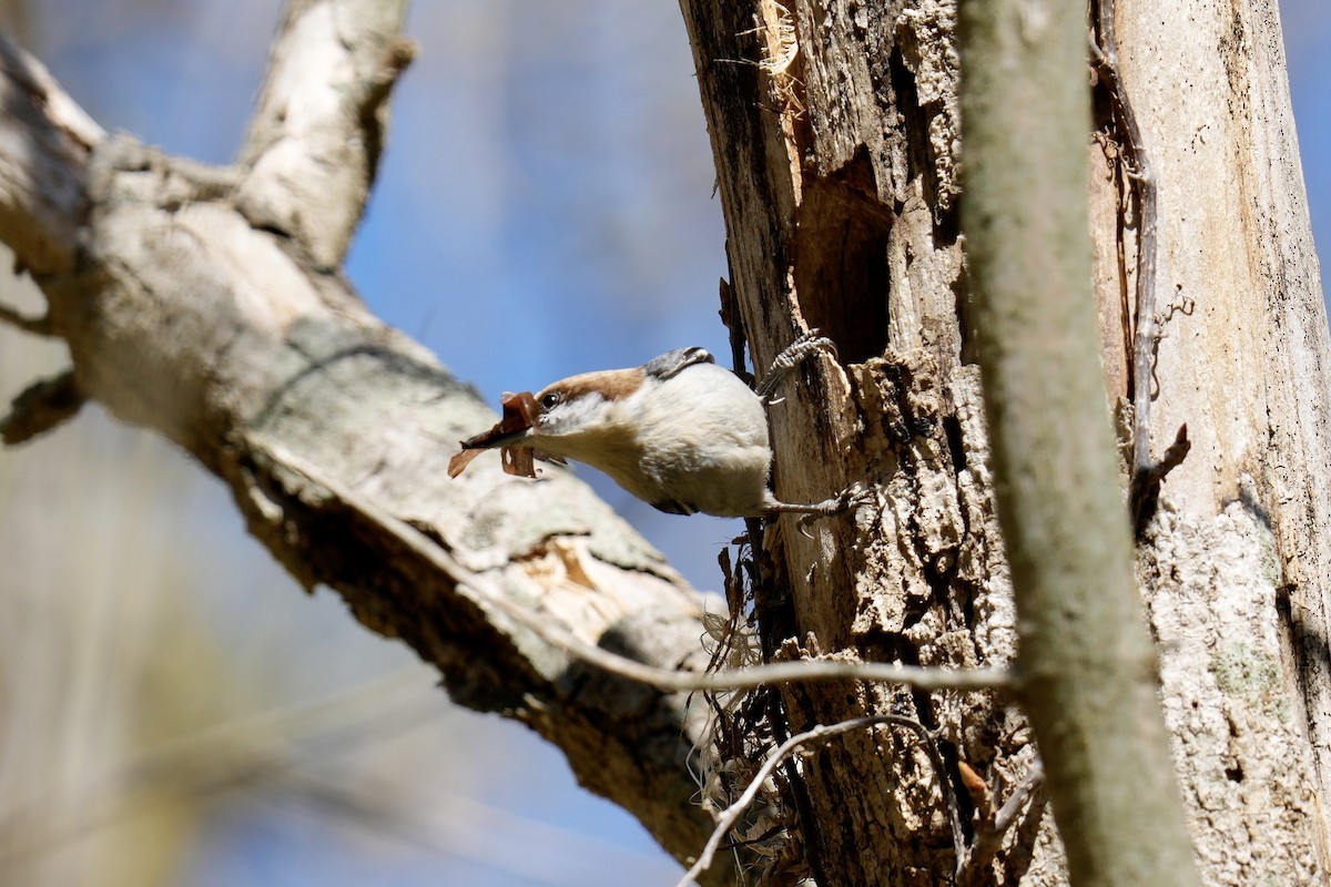 Brown-headed Nuthatch - ML546265071