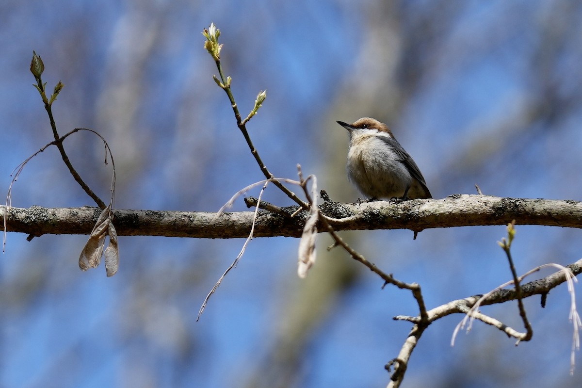 Brown-headed Nuthatch - ML546265091