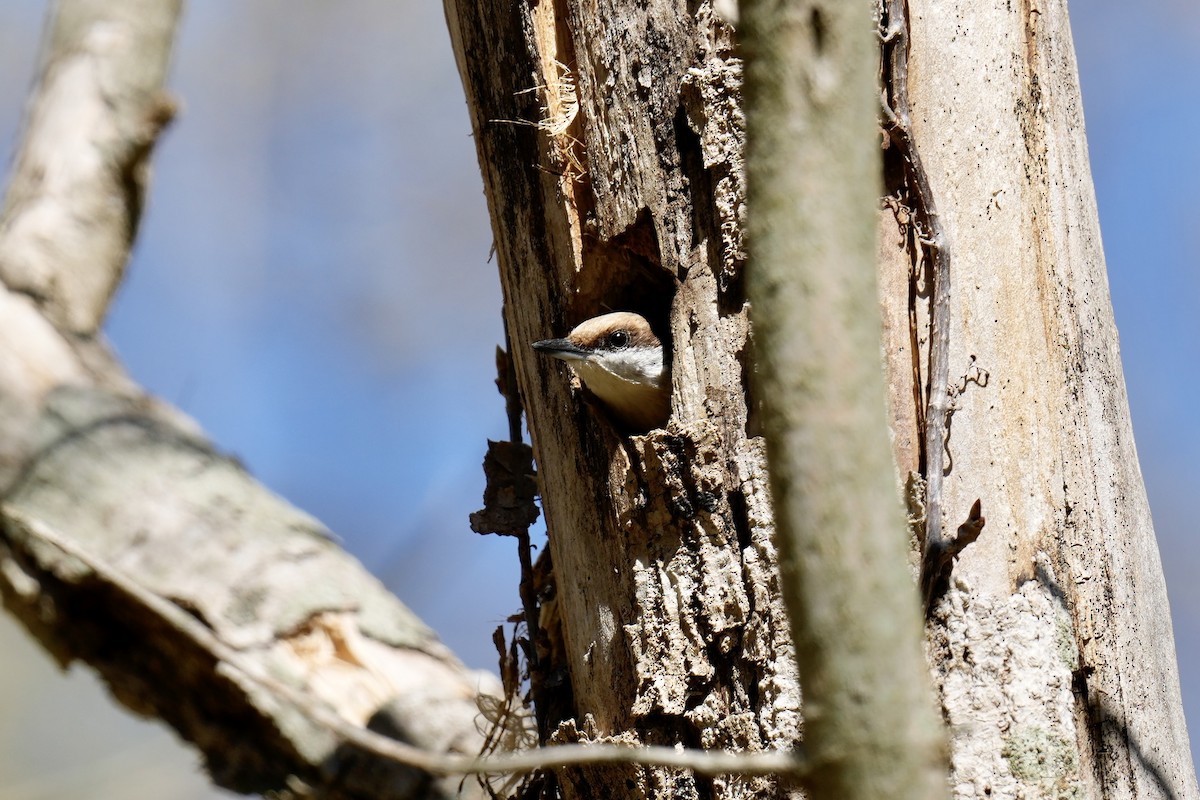 Brown-headed Nuthatch - ML546265101
