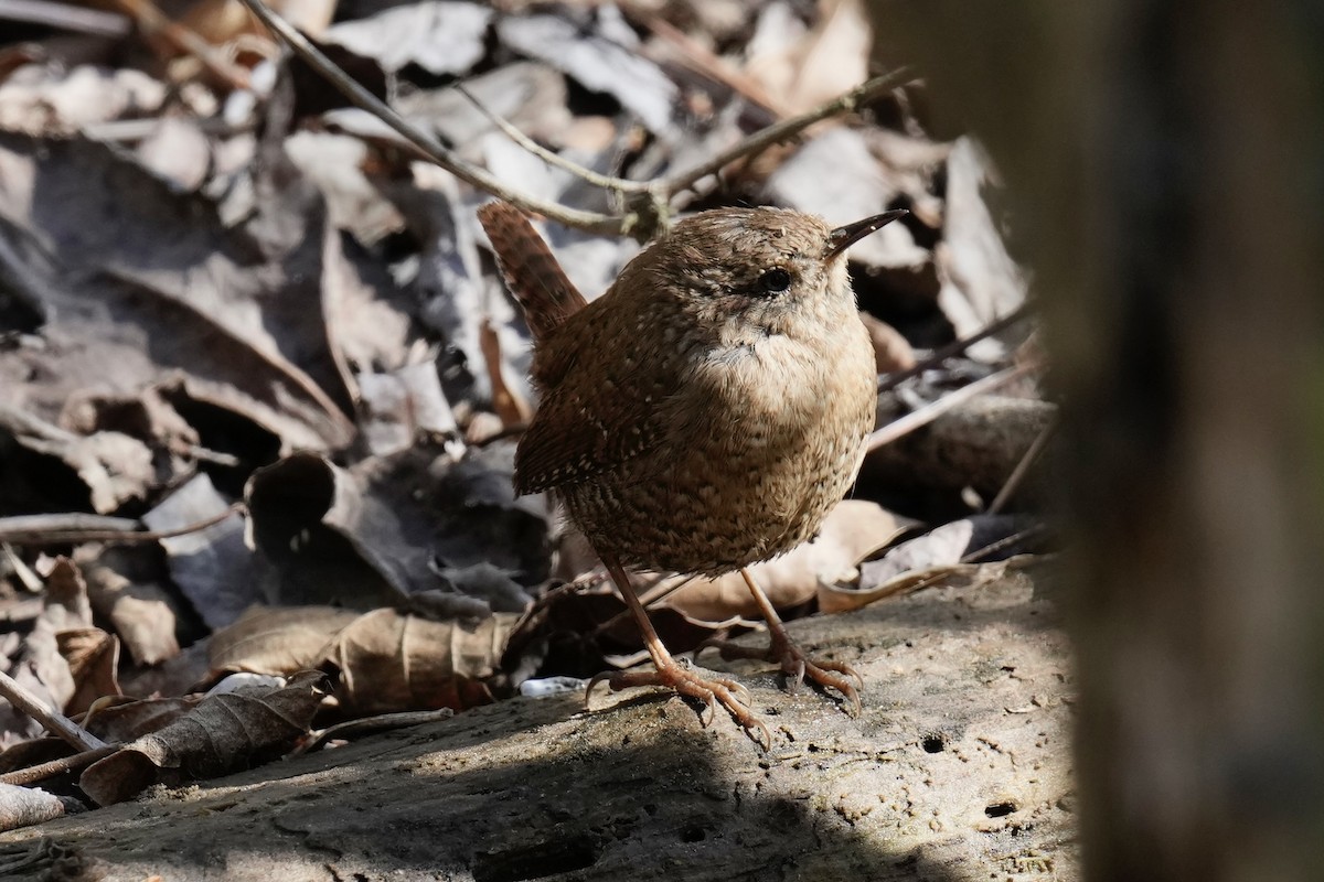 Winter Wren - ML546265331