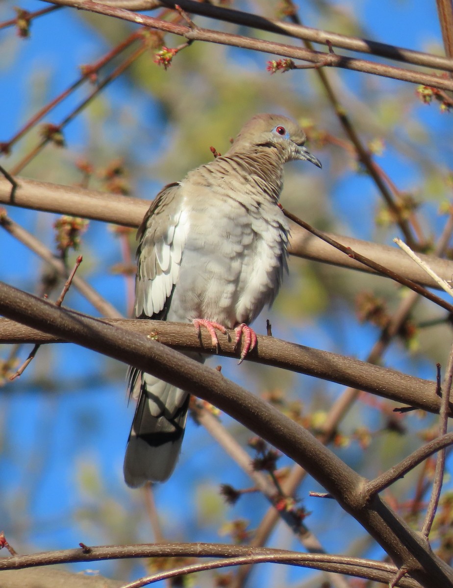 White-winged Dove - ML546266391