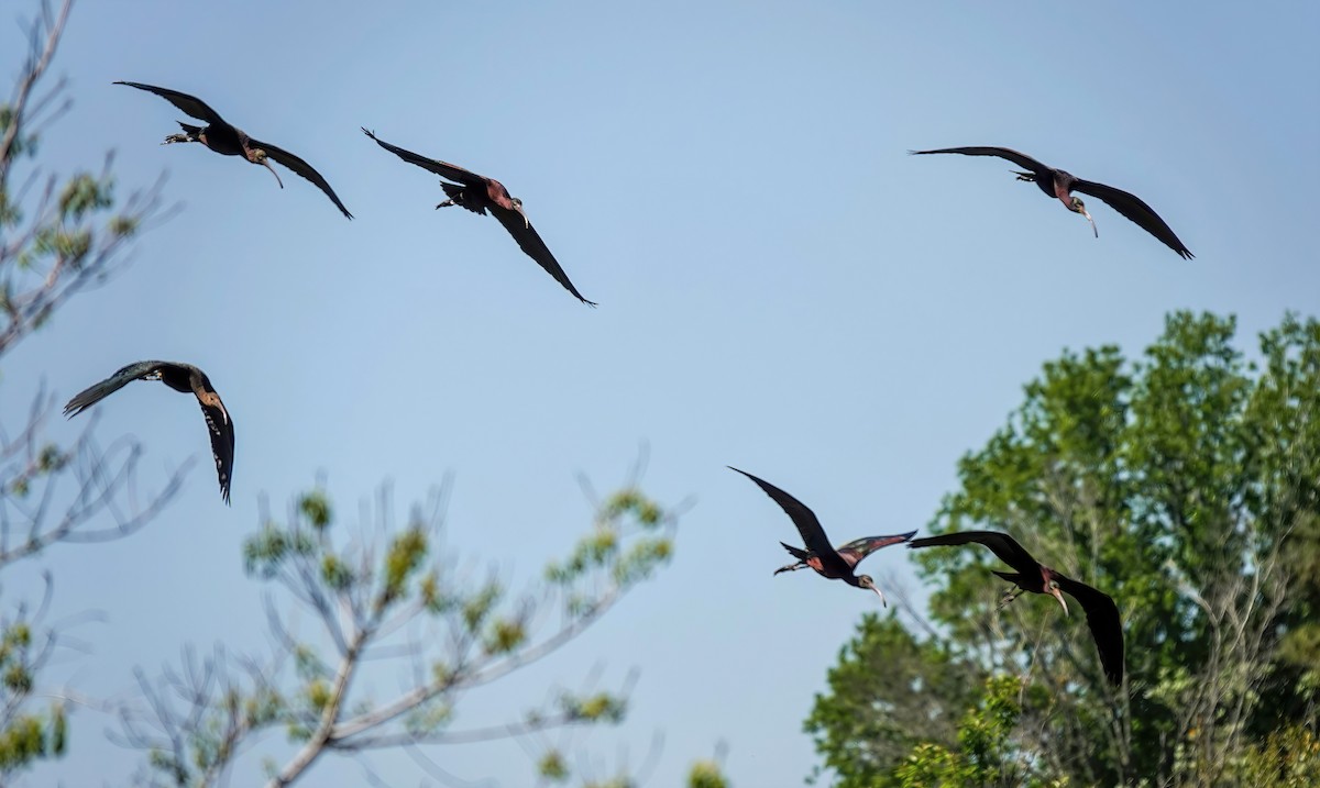 ibis hnědý - ML546266421