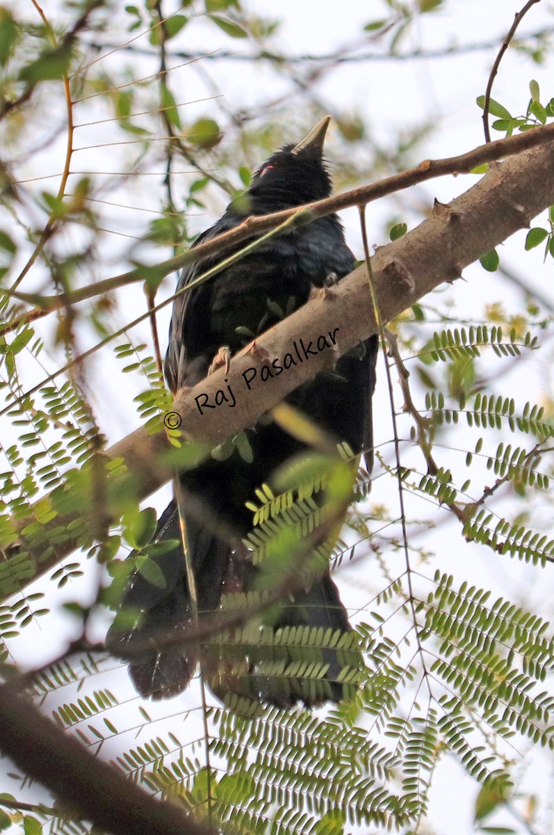Asian Koel - ML546266591