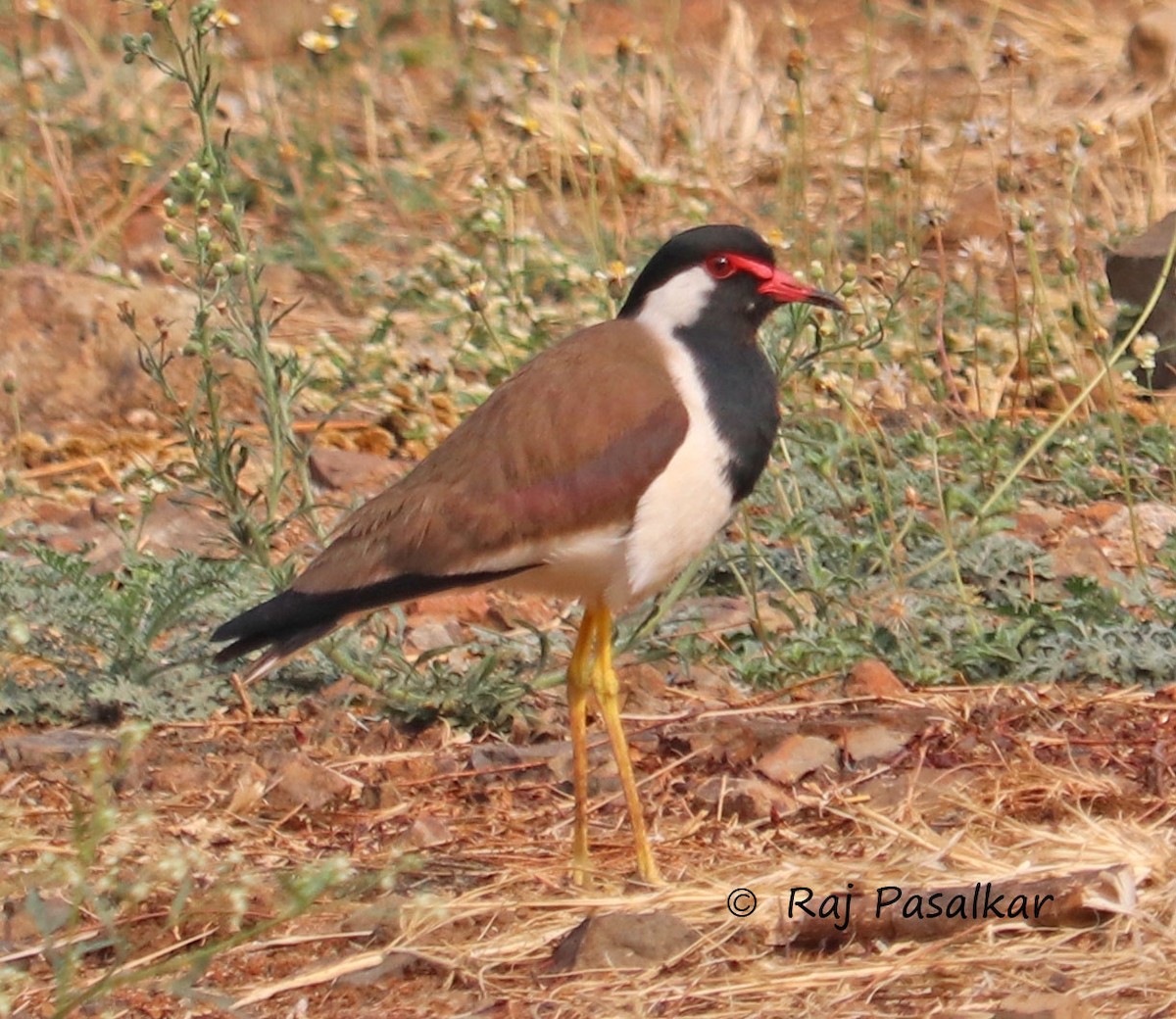 Red-wattled Lapwing - ML546266711