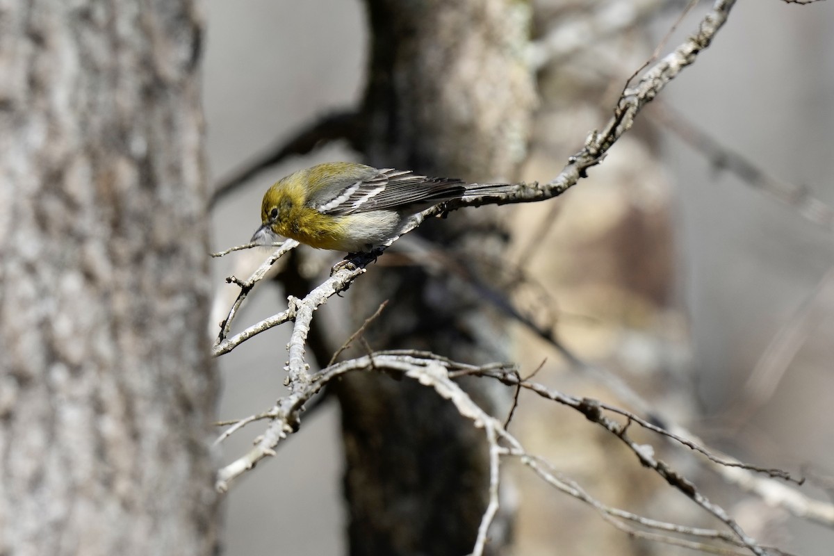 Pine Warbler - ML546267301