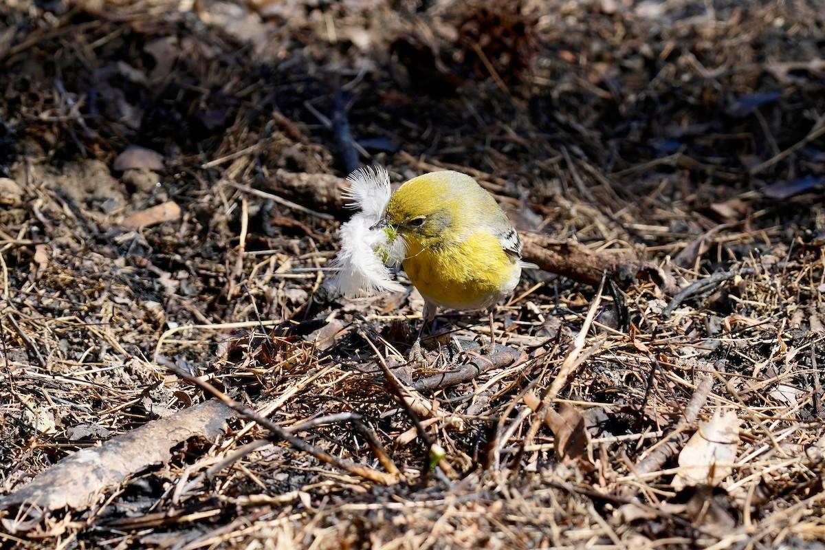 Pine Warbler - ML546267311