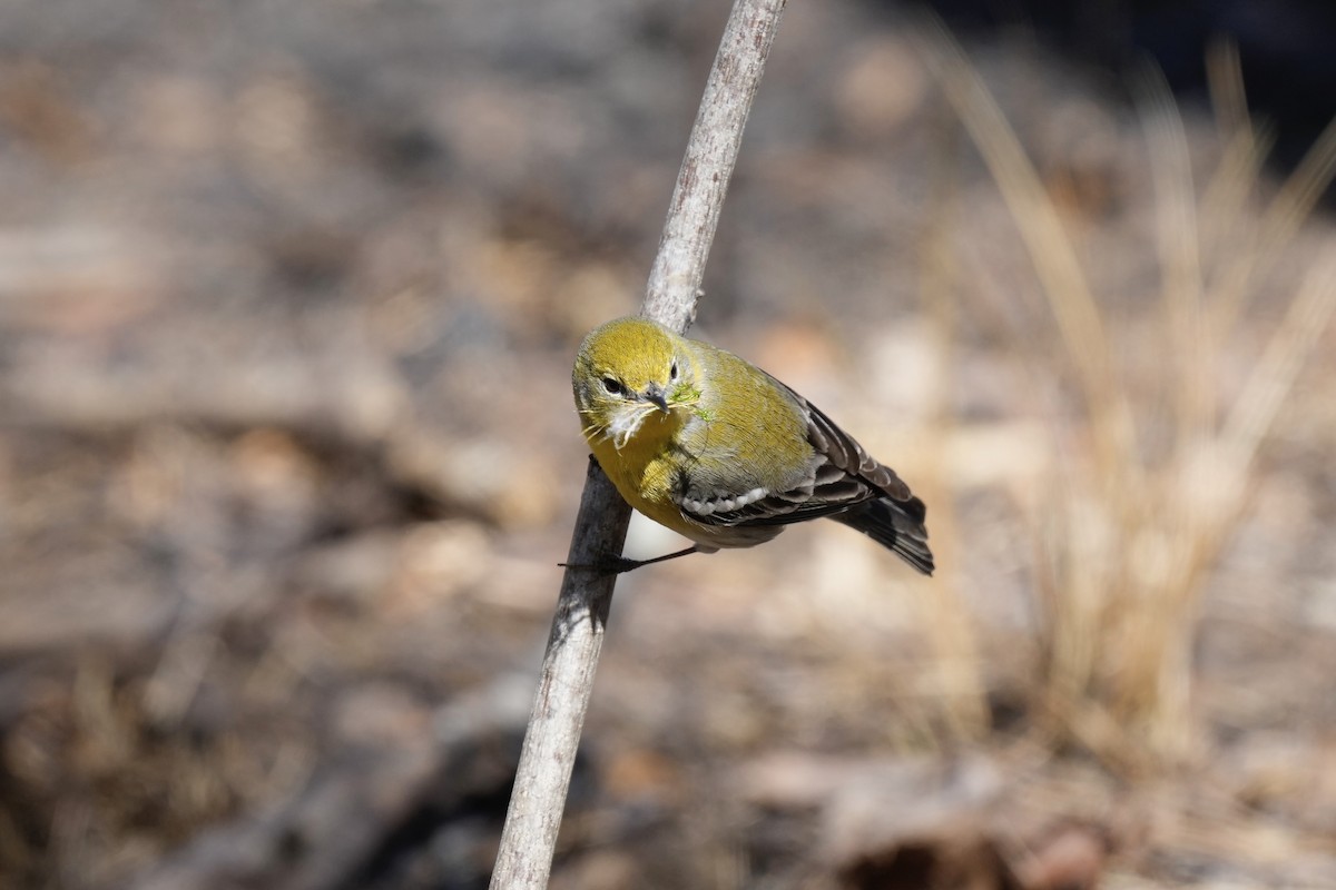 Pine Warbler - ML546267321