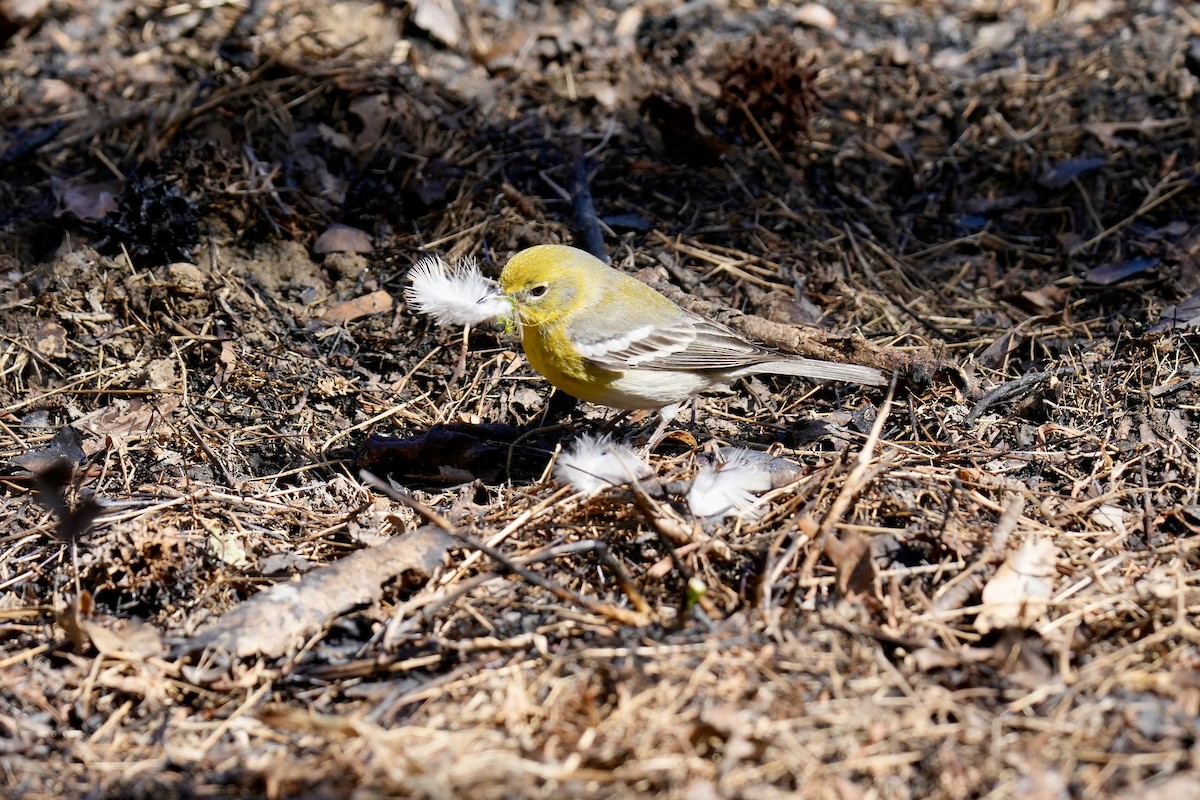 Pine Warbler - ML546267331
