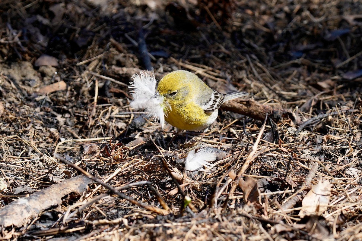 Pine Warbler - ML546267341
