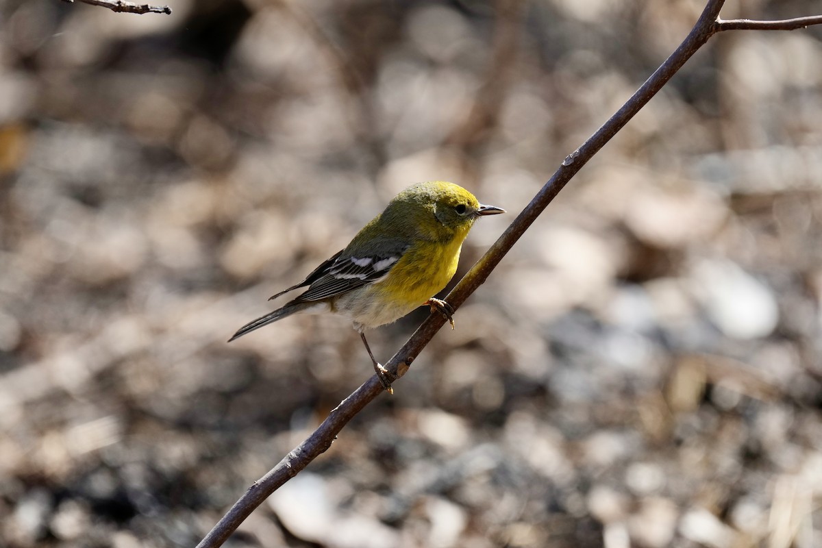 Pine Warbler - ML546267351