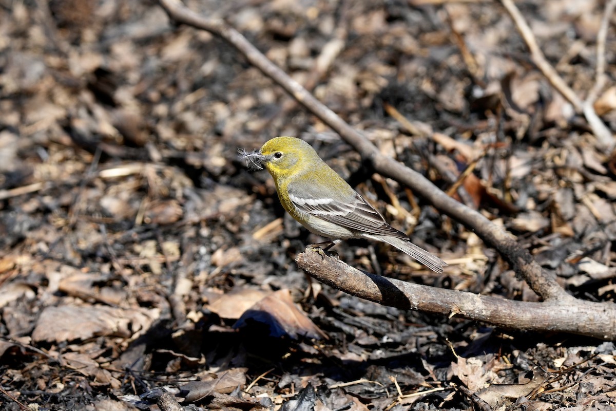 Pine Warbler - ML546267361