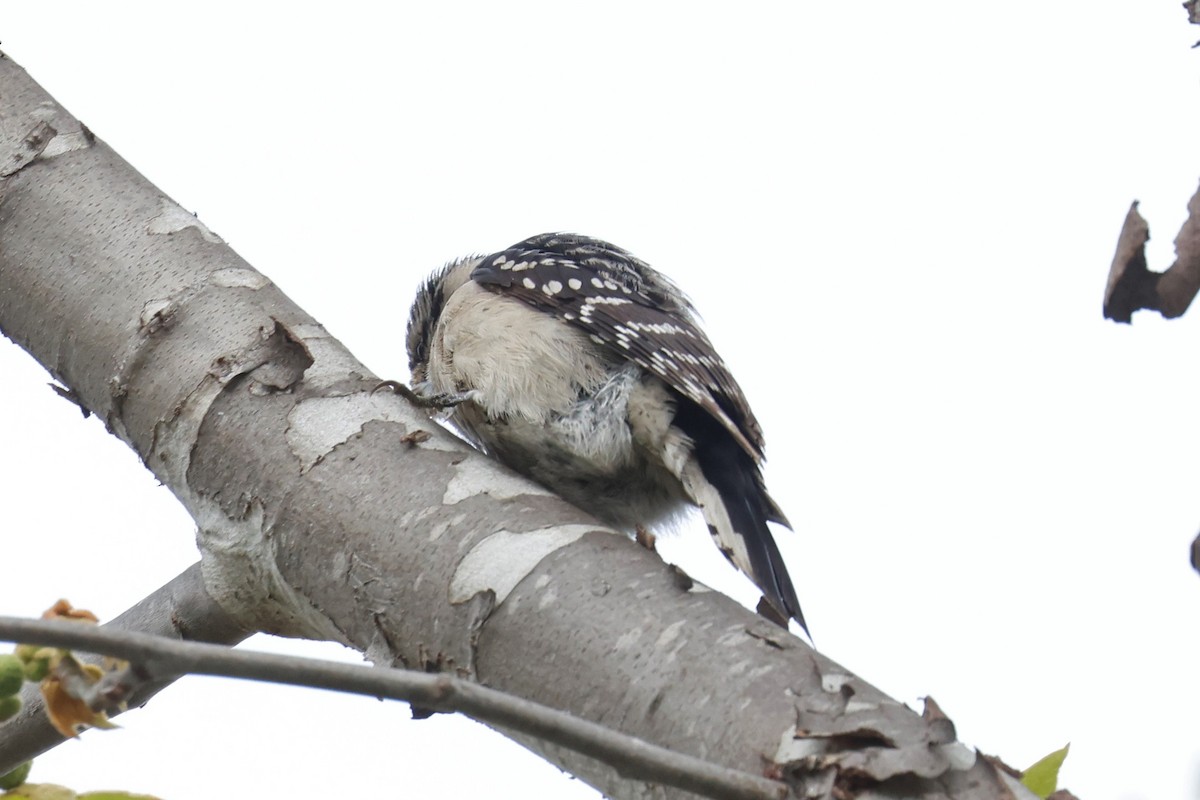 woodpecker sp. - ML546267611