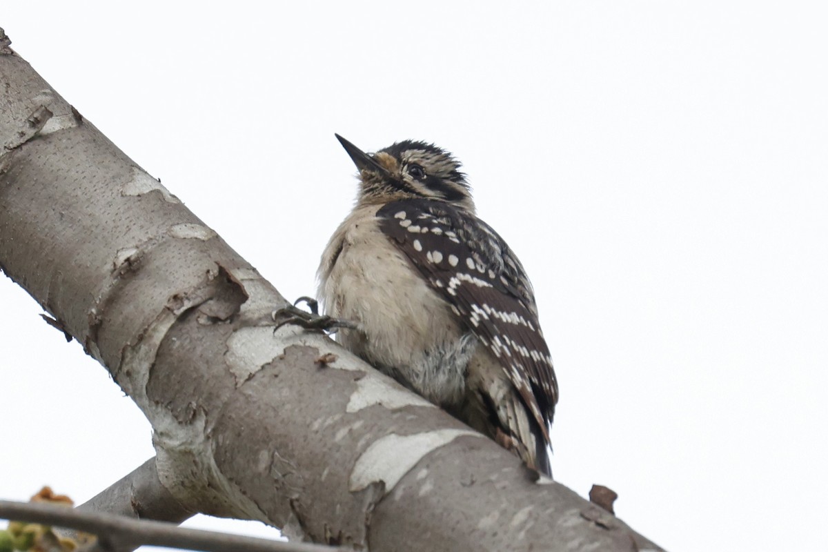 woodpecker sp. - ML546267641