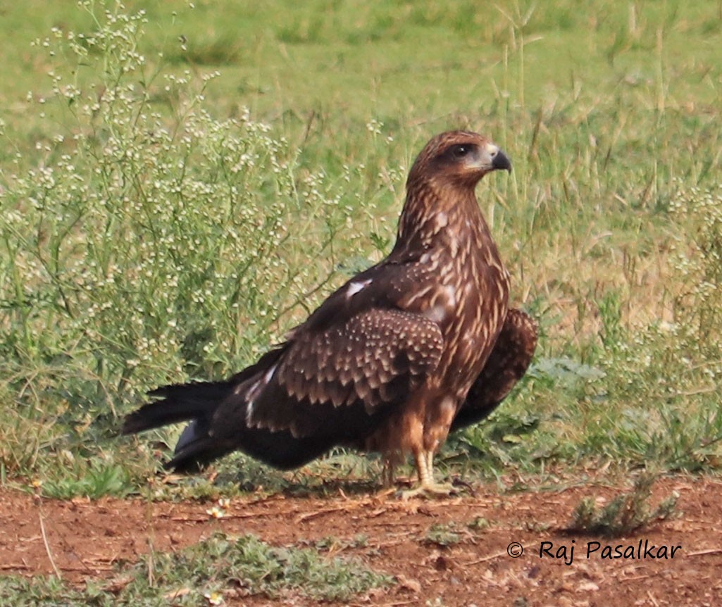 Black Kite - ML546268051