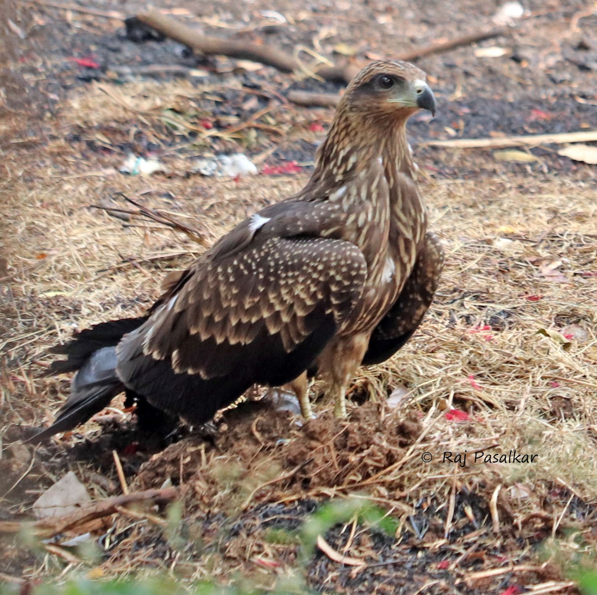 Black Kite - ML546268071