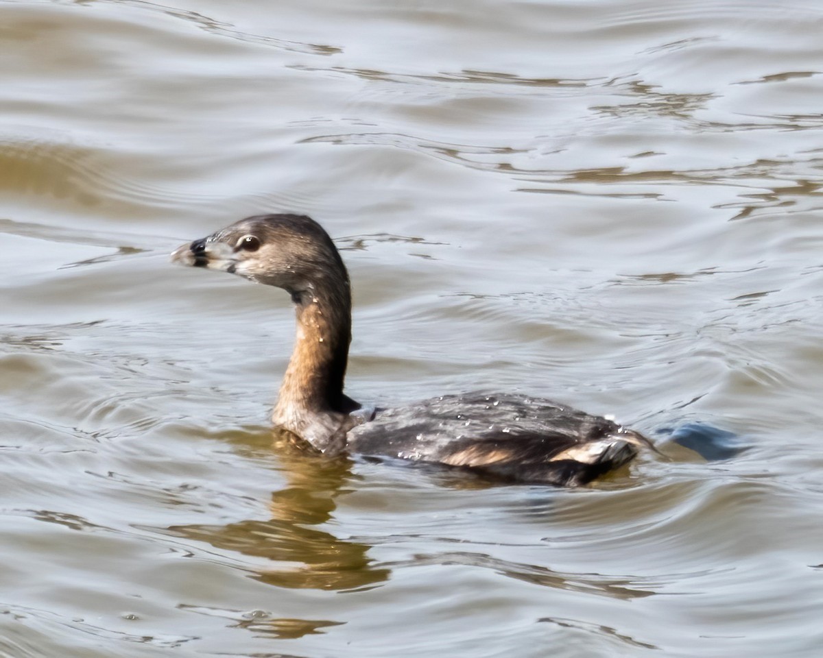 Pied-billed Grebe - ML546268321