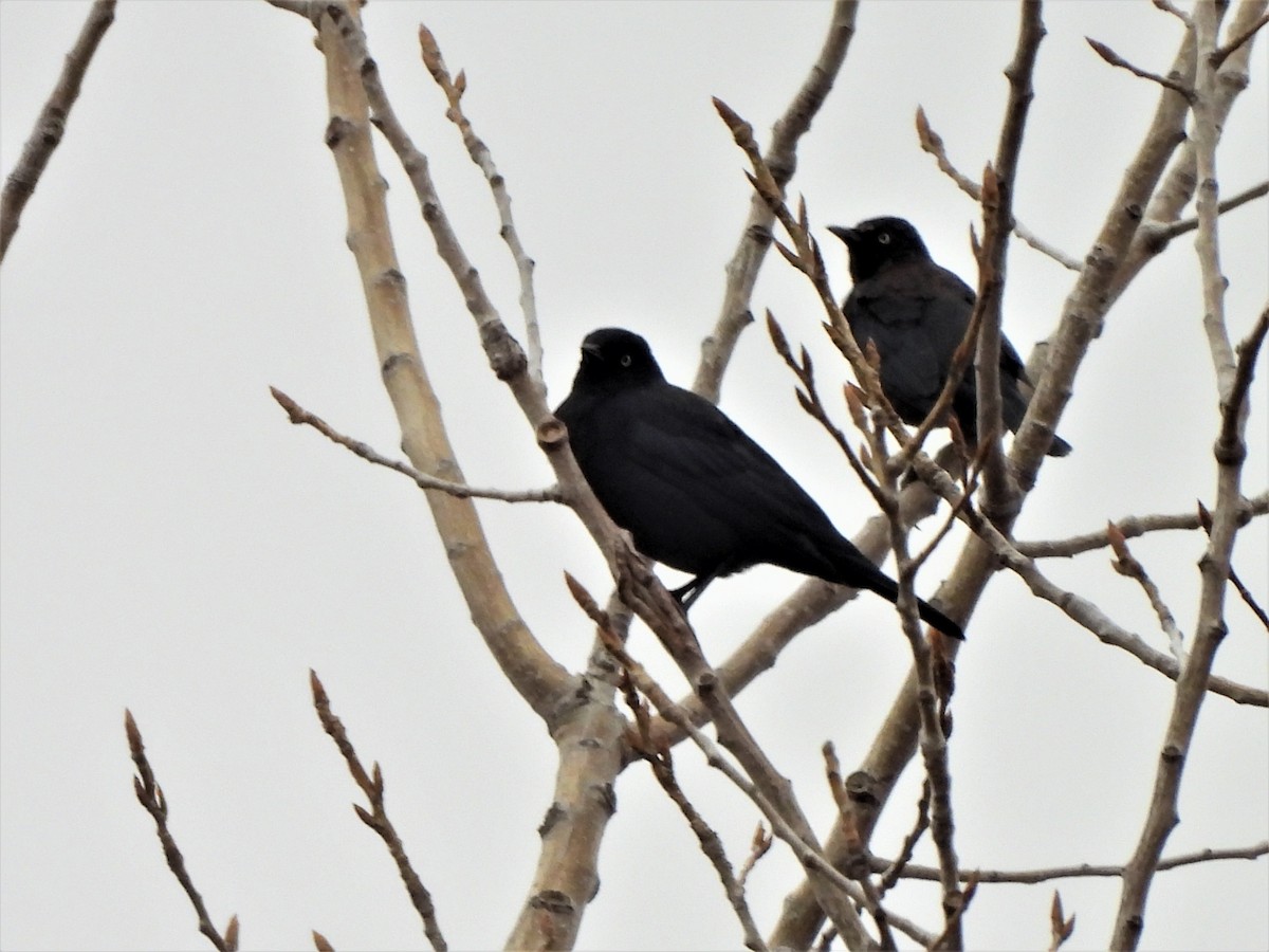 Rusty Blackbird - Susan Brauning