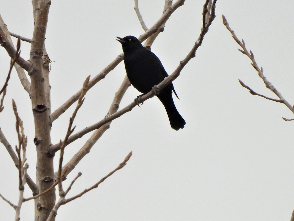 Rusty Blackbird - ML546268341