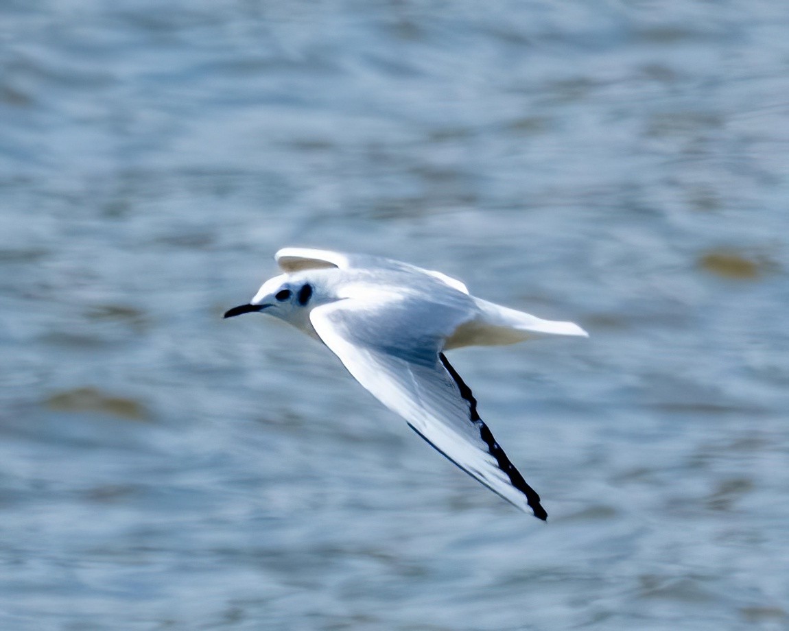 Mouette de Bonaparte - ML546268371