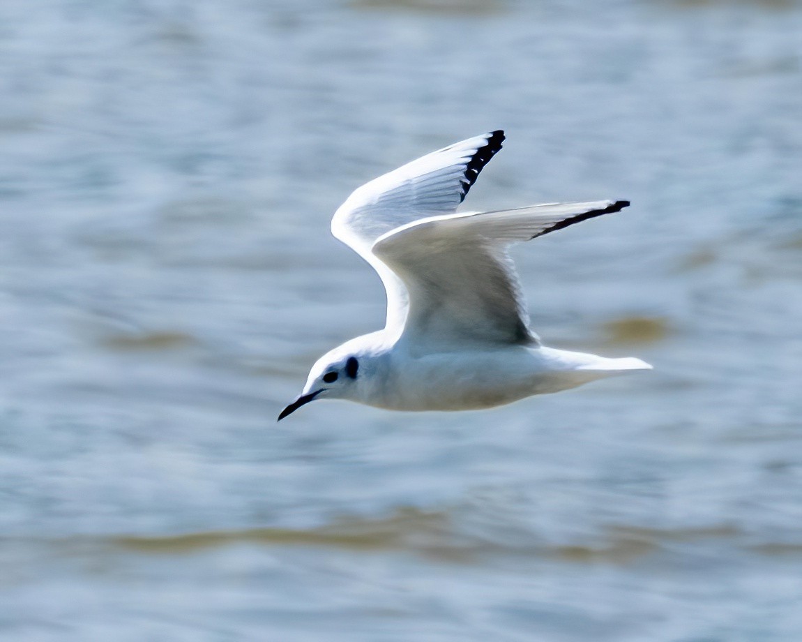 Bonaparte's Gull - ML546268381