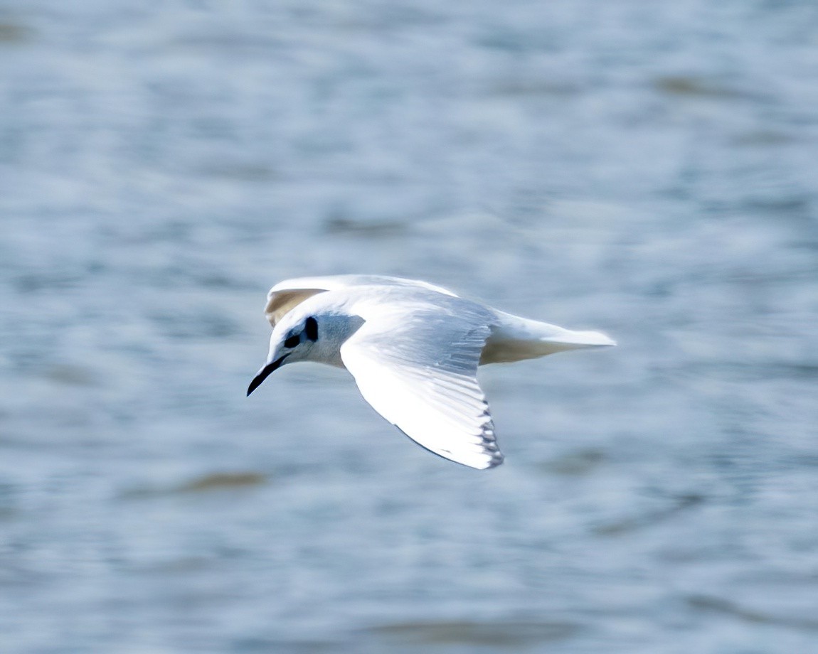 Bonaparte's Gull - ML546268391