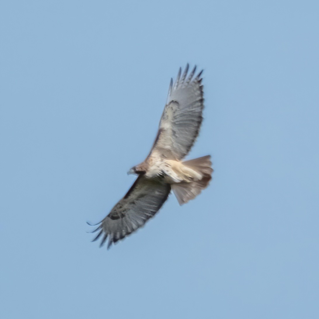 Red-tailed Hawk - ML546268451