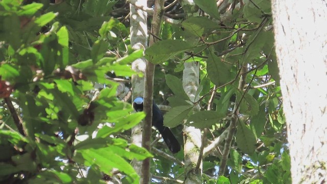 Azure-hooded Jay - ML546268891