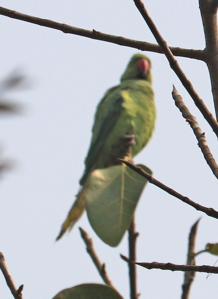 Rose-ringed Parakeet - ML546268921