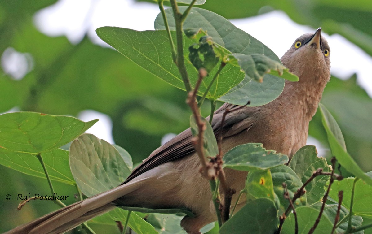 Large Gray Babbler - ML546269141