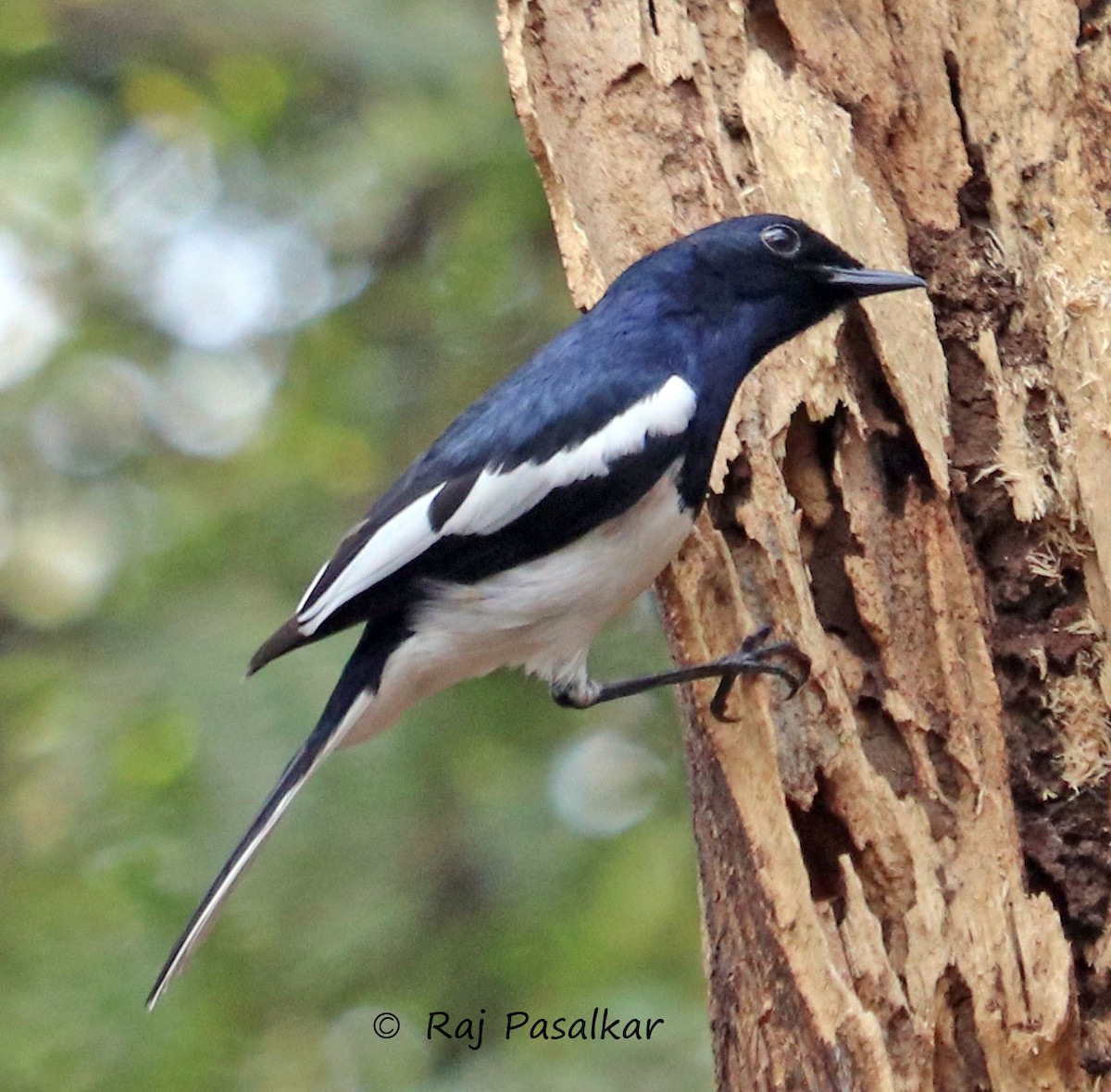 Oriental Magpie-Robin - ML546269191