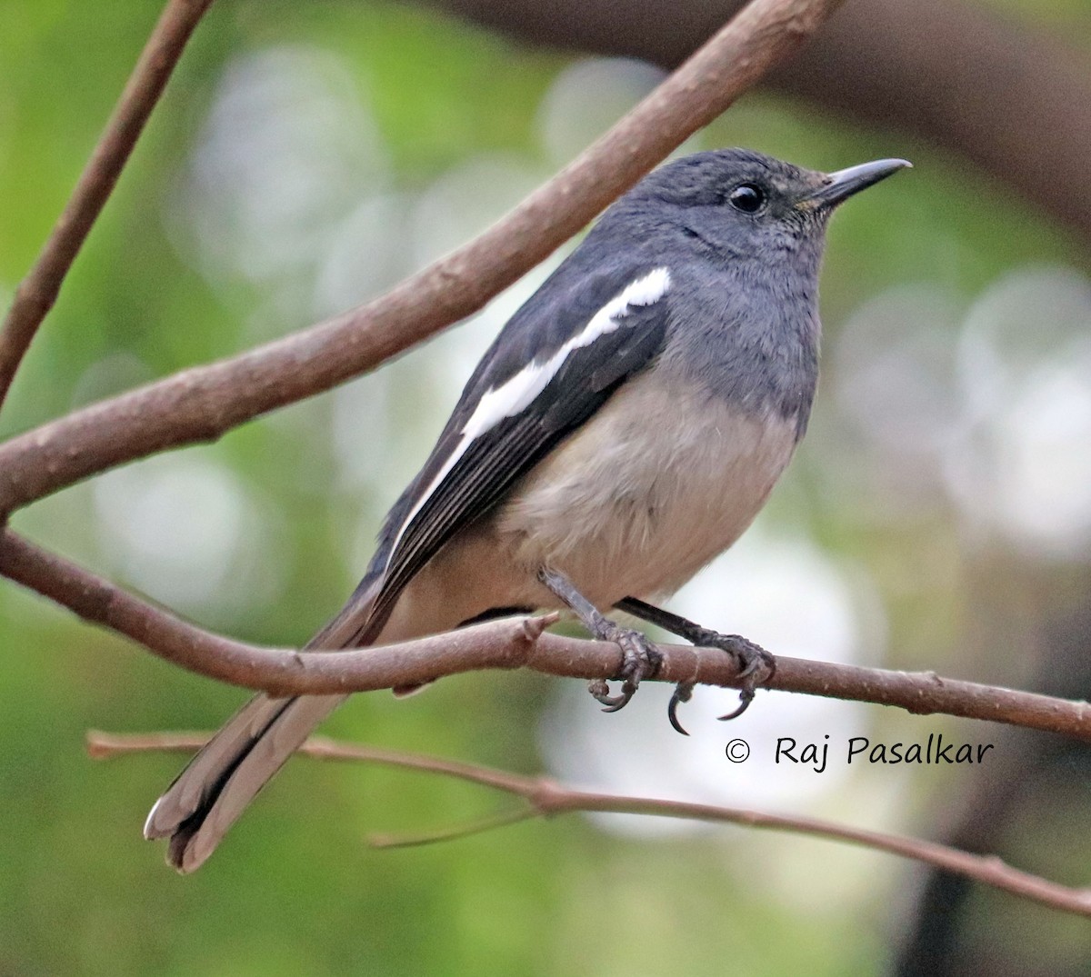 Oriental Magpie-Robin - ML546269211