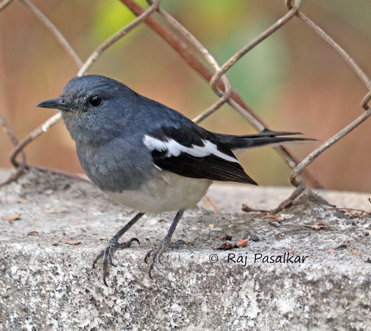 Oriental Magpie-Robin - ML546269221
