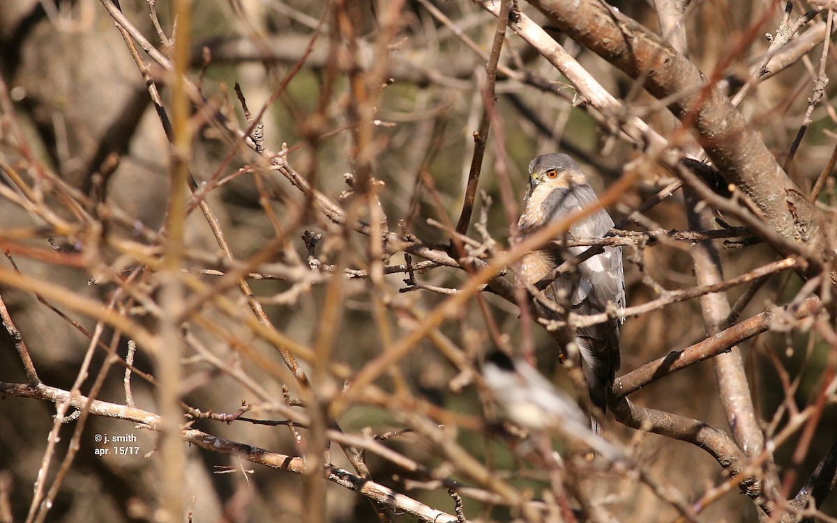 Sharp-shinned Hawk - ML54626951