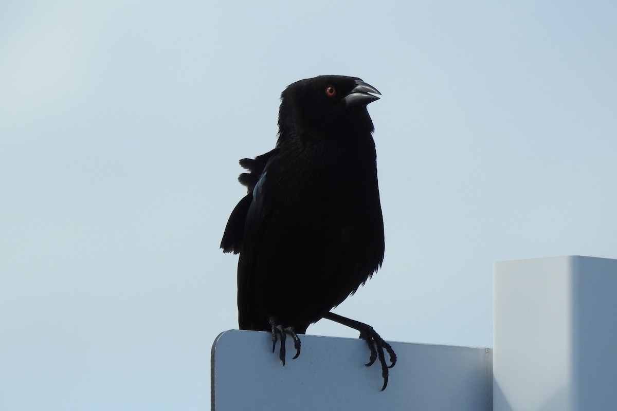 Bronzed Cowbird - Steven Kaplan