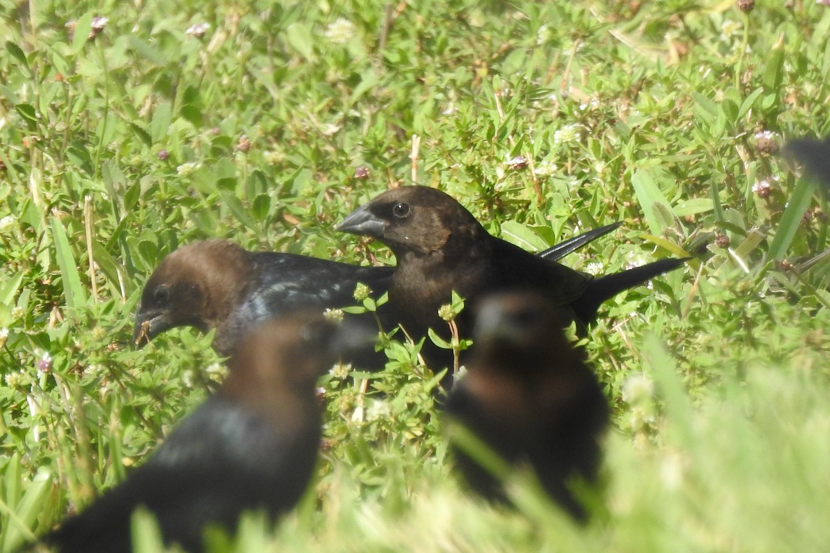 Brown-headed Cowbird - ML546269821