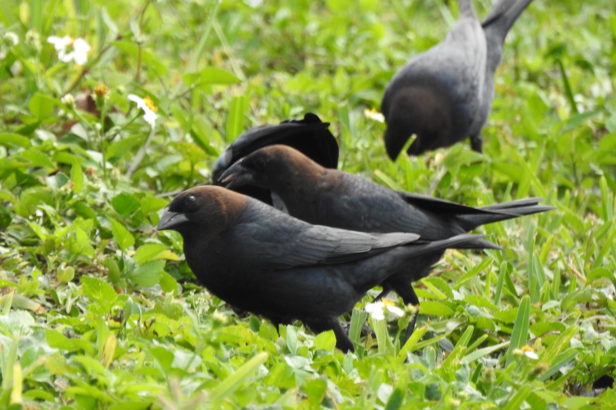 Brown-headed Cowbird - ML546269841