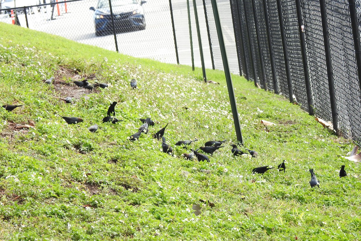 Brown-headed Cowbird - ML546269851