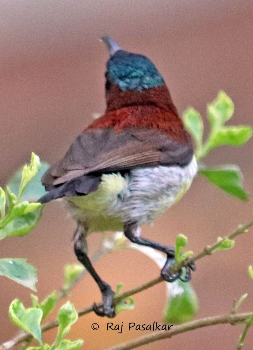 Crimson-backed Sunbird - ML546269971