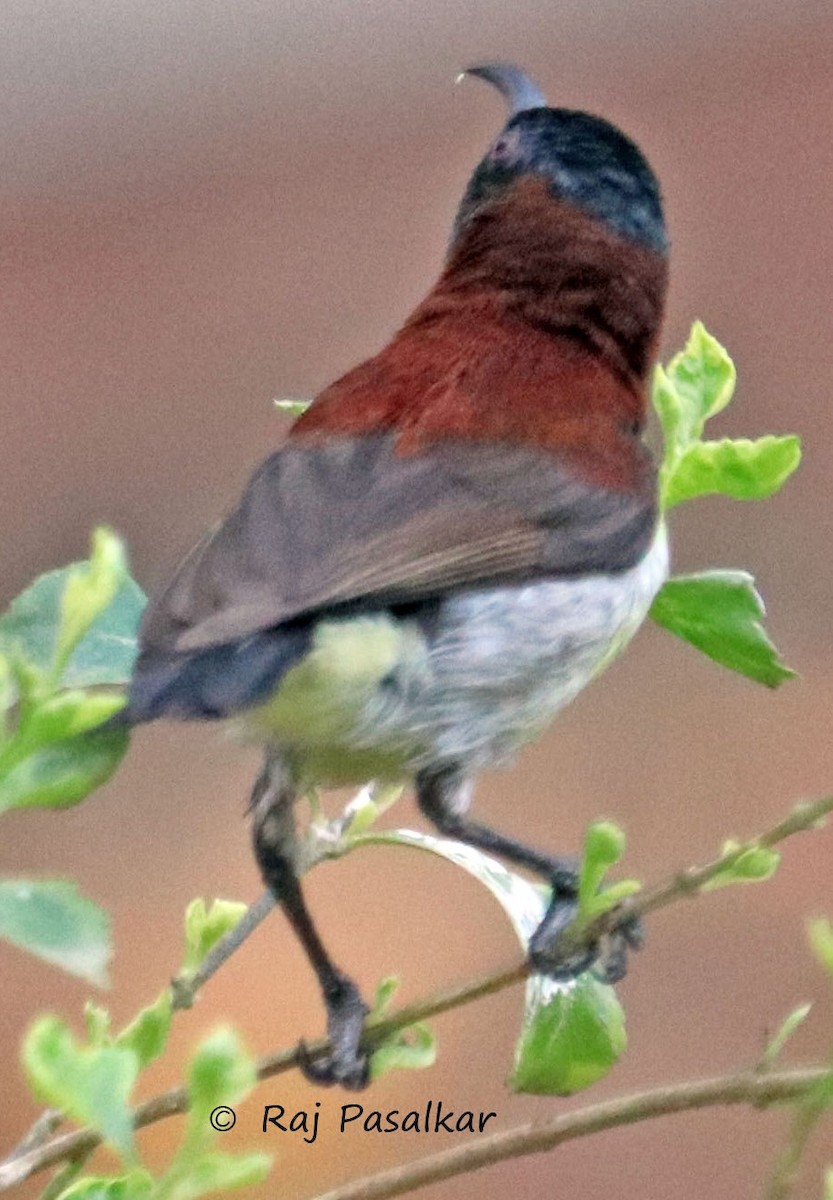 Crimson-backed Sunbird - ML546269981