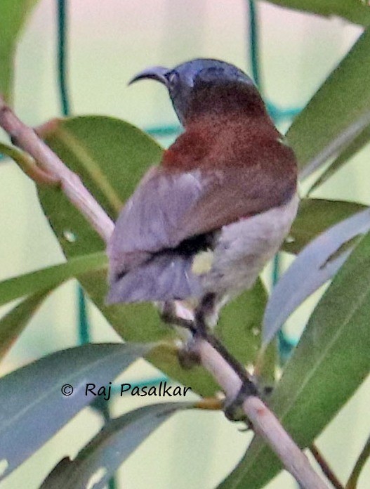 Crimson-backed Sunbird - ML546269991