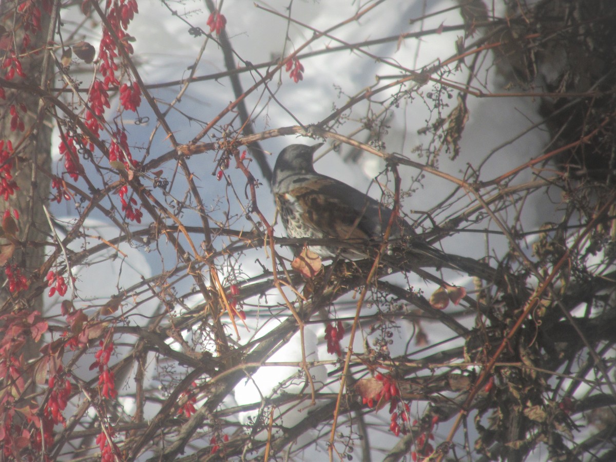 Fieldfare - ML546270091