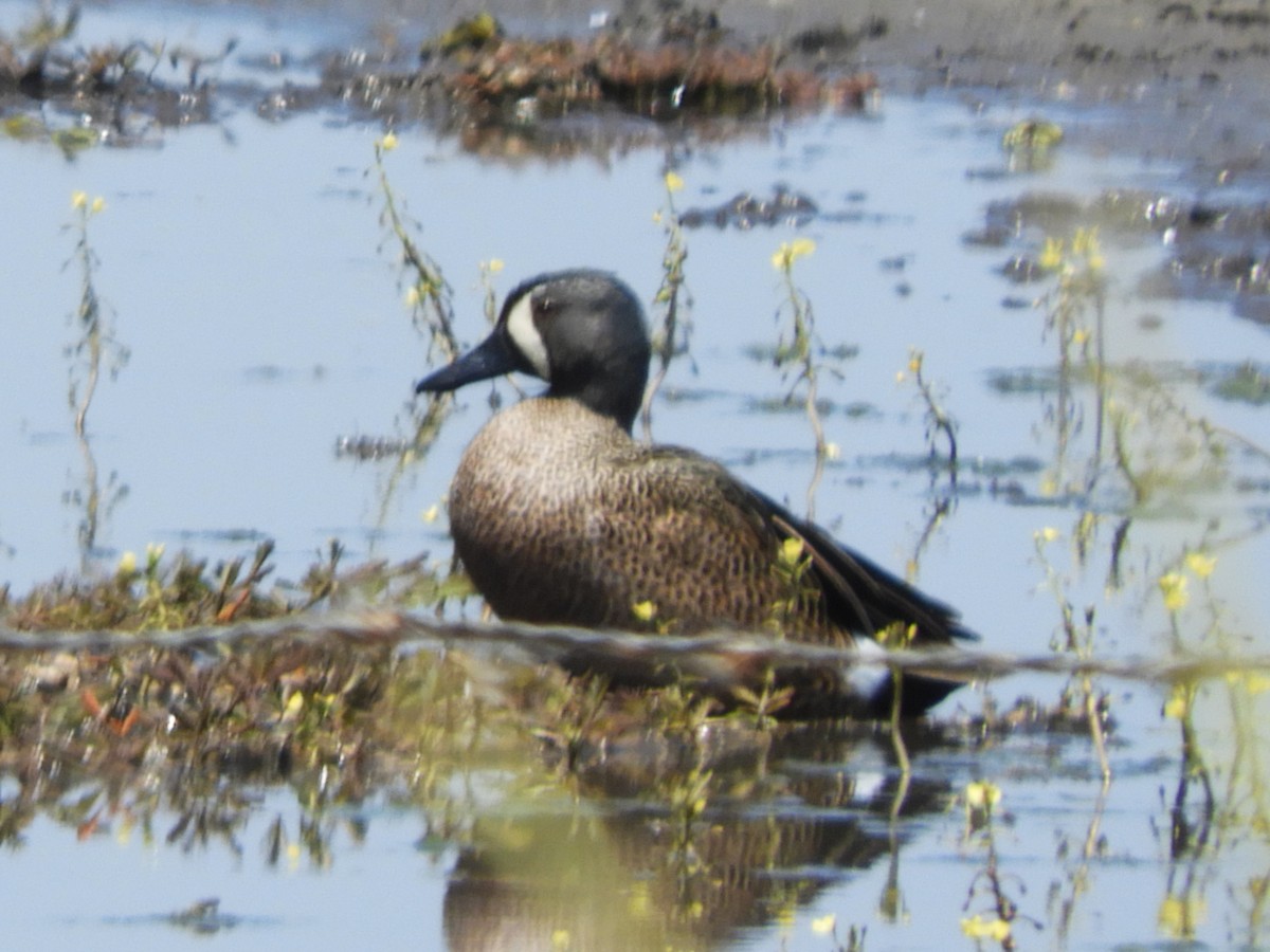 Blue-winged Teal - ML546270531