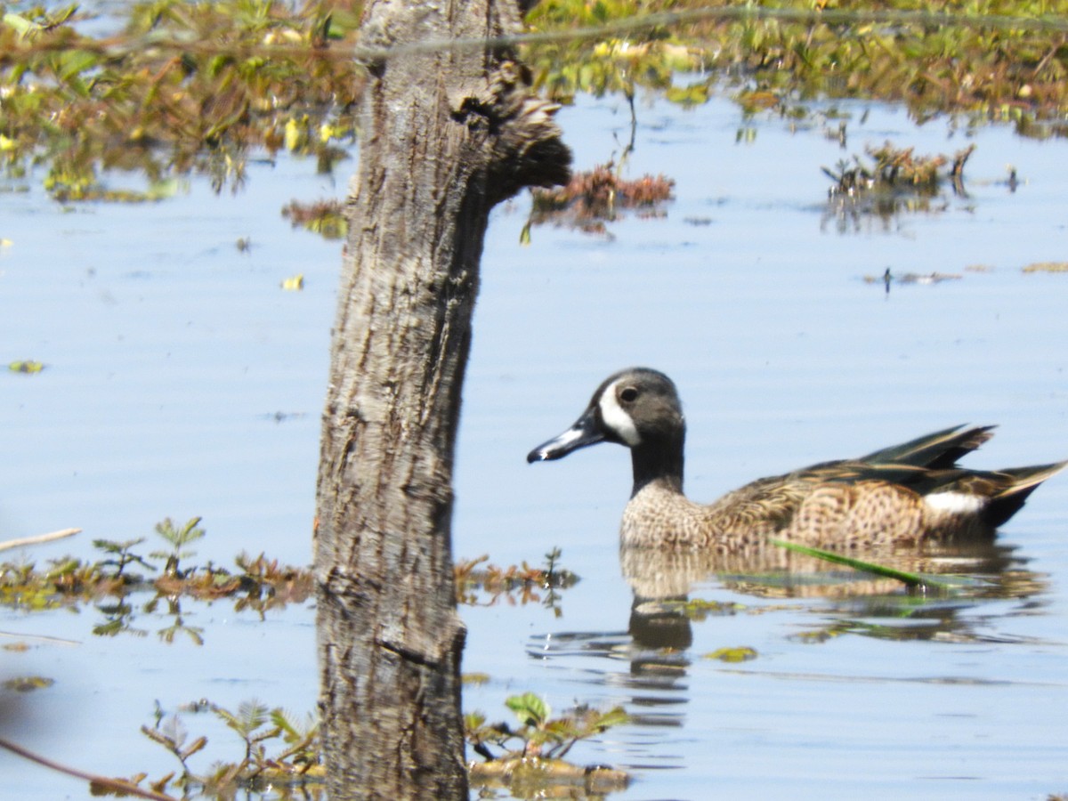 Blue-winged Teal - ML546270541