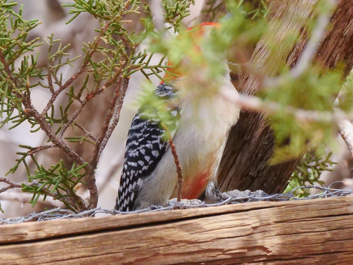 Red-bellied Woodpecker - ML546271101
