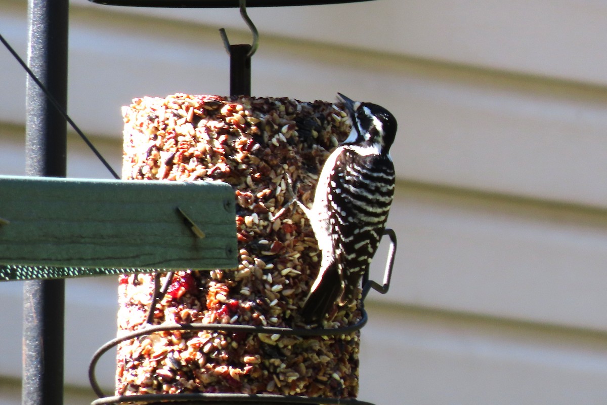 Nuttall's Woodpecker - ML546272141